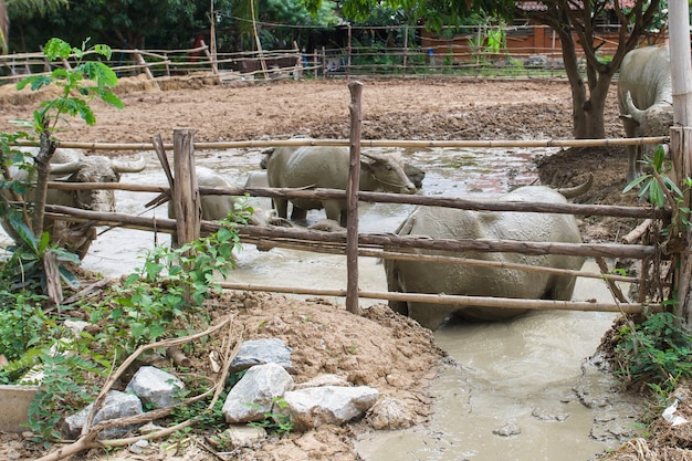 bufalo in fattoria in Thailandia