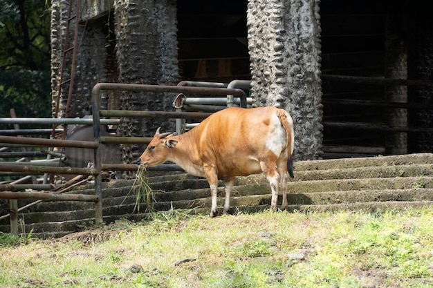 Bufalo indonesiano all'interno della gabbia