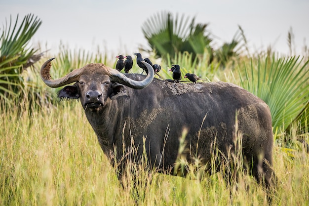 Bufalo nella savana con uccelli sulla schiena