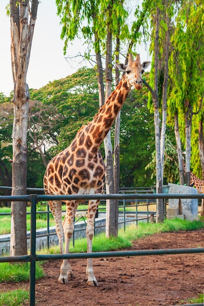 Bufalo nello zoo di Mysore