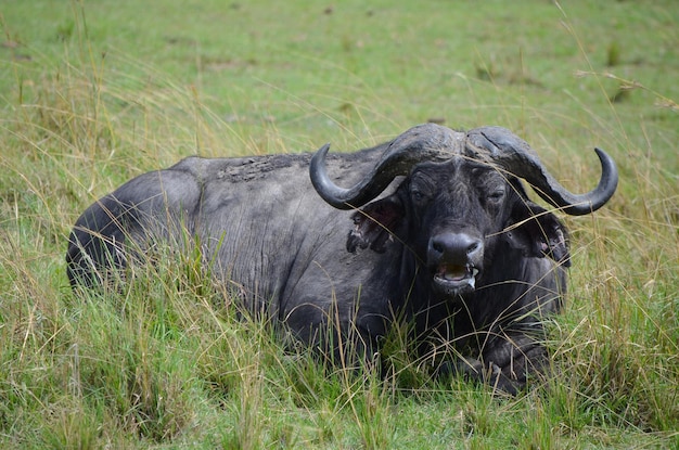 Bufalo nero nella savana