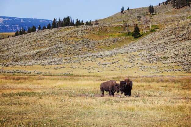 Bufalo selvatico nel Parco Nazionale di Yellowstone, USA