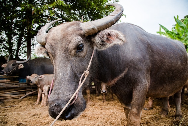 bufalo tailandese in fattoria