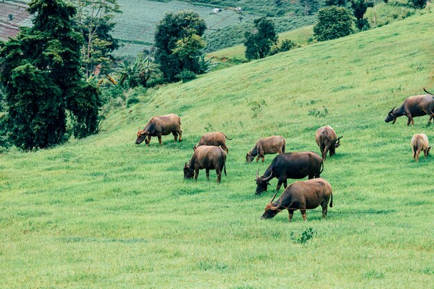 Bufalo tailandese nei campi di erba verde