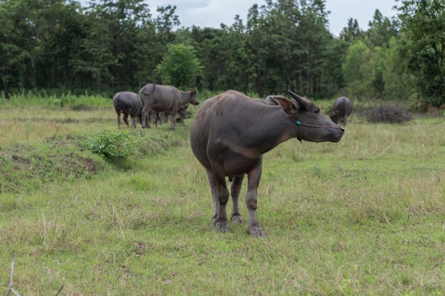 Bufalo tailandese nel campo.