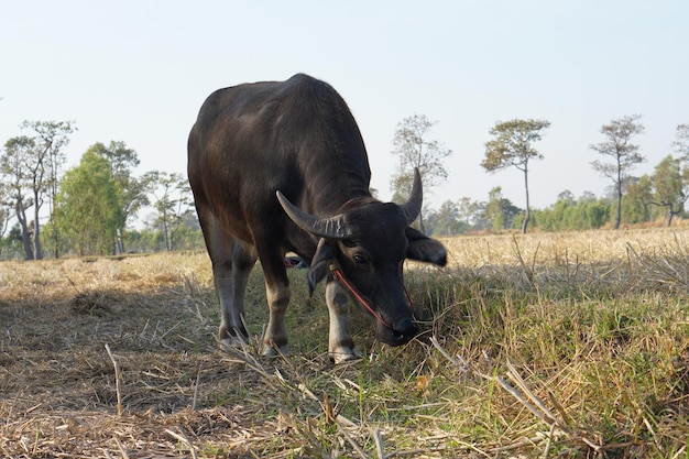 Bufalo thailandese che cammina e pascola nelle risaie