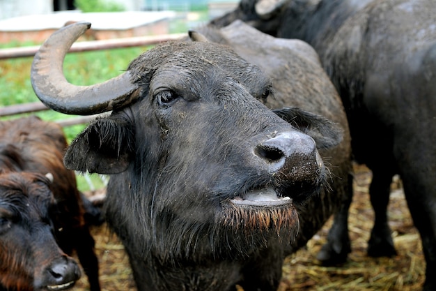 Bufalo toro con grandi corna ricurve in un allevamento di bufali.