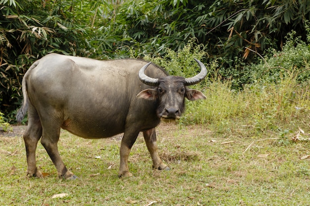 Bufalo vietnamita