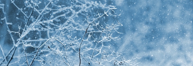 Bufera di neve nella foresta. Rami secchi coperti di brina di piante nella foresta su uno sfondo sfocato durante una nevicata, panorama