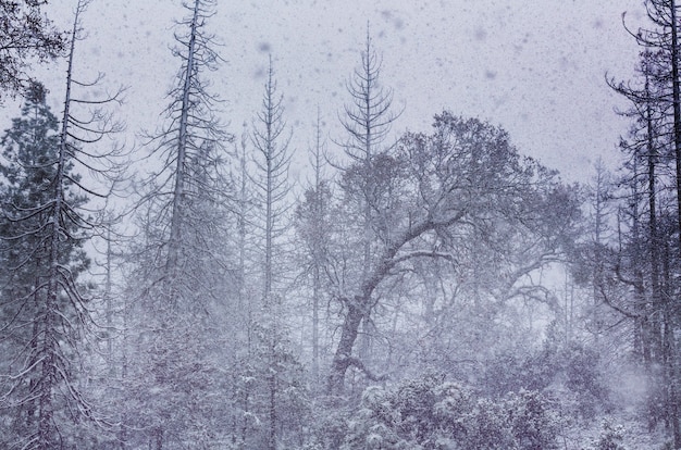 Bufera di neve nella foresta