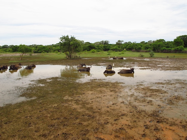 Buffalo durante il safari nel parco nazionale di Yala in Sri Lanka