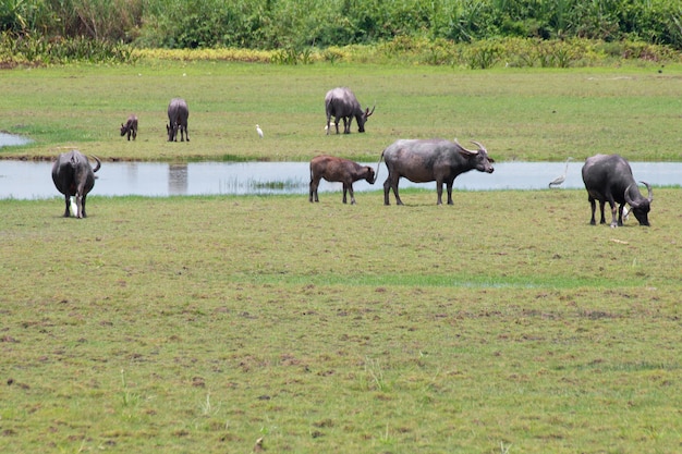 Buffalo in piedi nel prato.