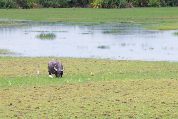 Buffalo in piedi nel prato