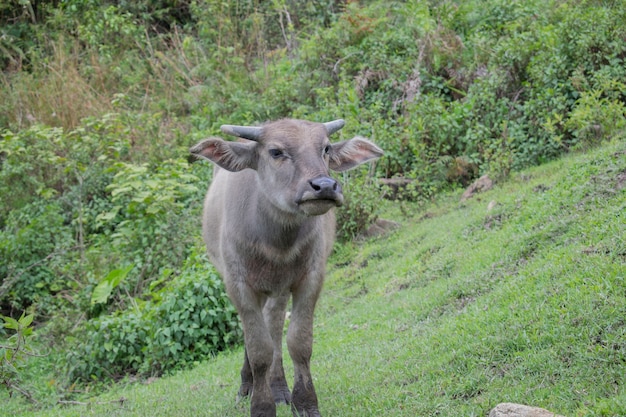 Buffalo in Tailandia