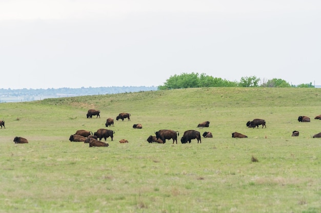 Buffalo lei al Rocky Mountain Arsenal National Wildlife Refuge, Colorado.