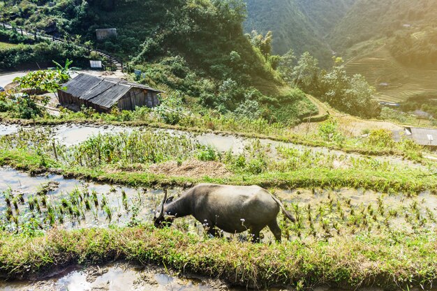 Buffalo nel campo Tailandia