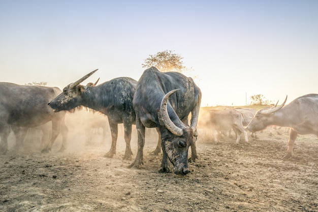 Buffalo nel corallo