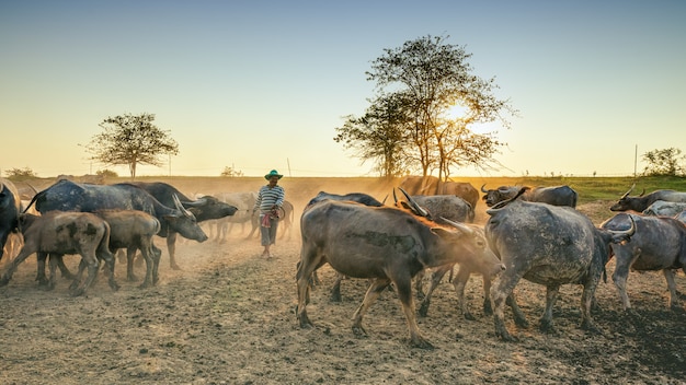 Buffalo nel corallo