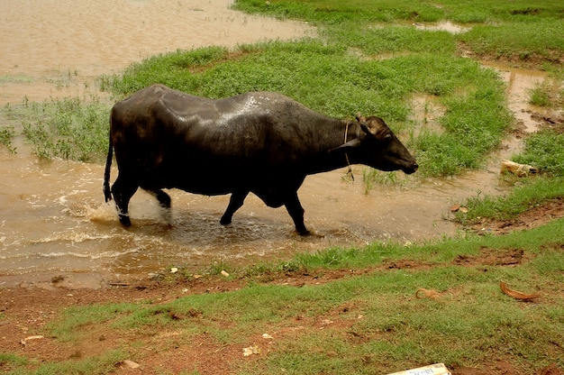 Buffalo nel fango