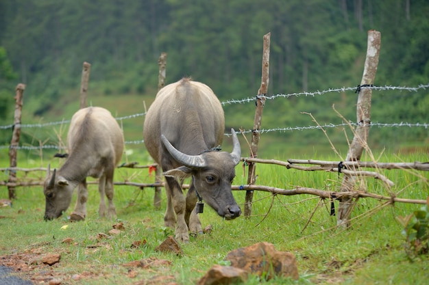 Buffalo nell&#39;erba