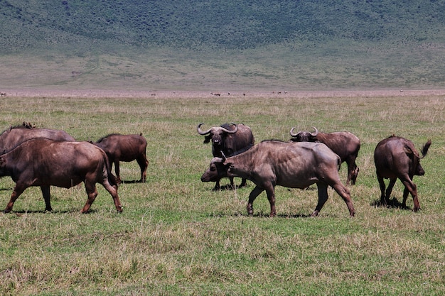 Buffalo su safari in Kenia e Tanzania, Africa