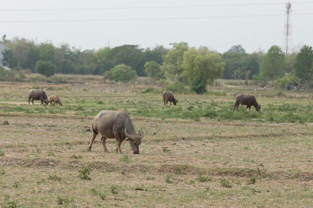 Buffalo tailandese che mangia erba