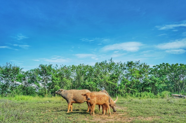 Buffalo tailandese, Tailandia