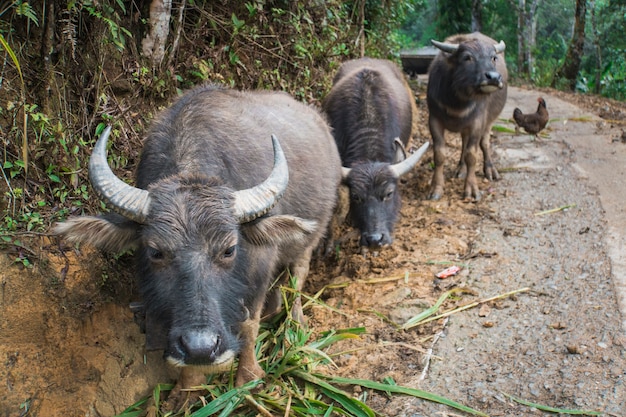 Buffalo vietnamita sulla strada in Vietnam.