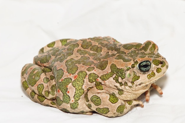 Bufo del rospo europeo comune della grande rana brutta