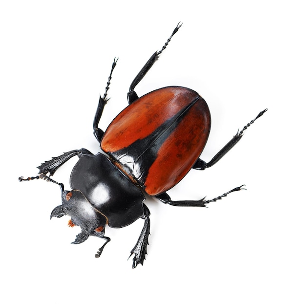 Bug audaci e belli Colpo di studio di un coleottero rosso e nero isolato su bianco