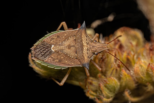 Bug di pancia verde adulto