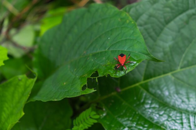 bug rosso sulla foglia verde