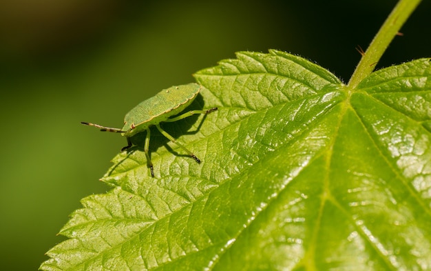 bug scudo verde sul bordo della foglia