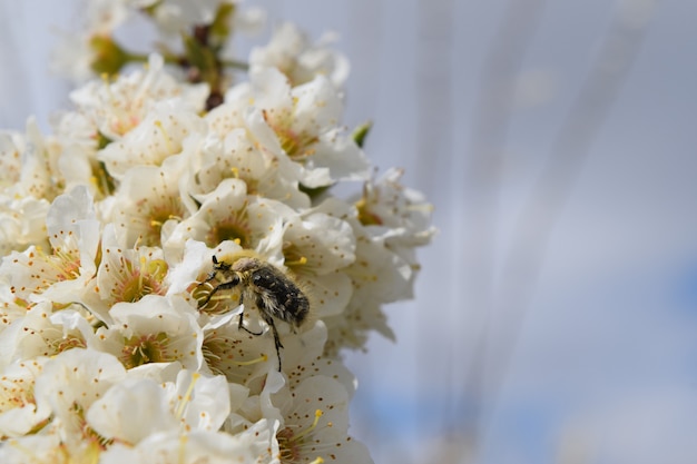 bug sul fiore