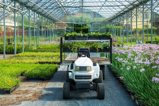 Buggy auto parcheggiata in serra tra lussureggianti piante fresche