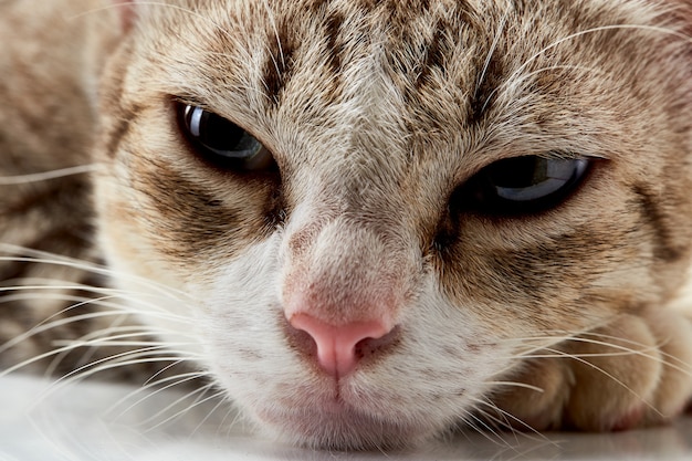 Bugia americana del gatto dei capelli di scarsità