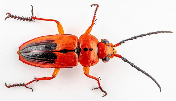 bugs isolated white background