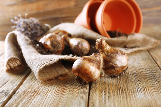 Bulbi da fiore, vasi e terreno sul tovagliolo di tela di sacco sulla tavola di legno