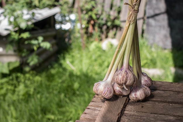 Bulbi di aglio fresco con gambo lungo in giardino