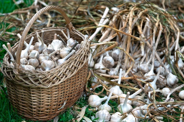 Bulbi di aglio maturo in un cesto di paglia e sull'erba verde all'aperto