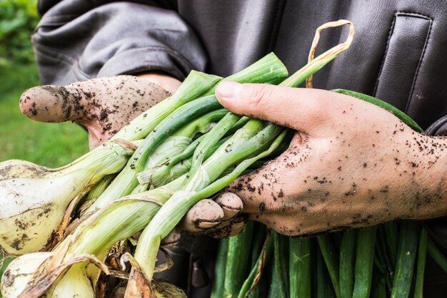 Bulbi di cipolla appena scavati nelle mani. Bulbi freschi con cime. piantagione di cipolle nell'orto ag