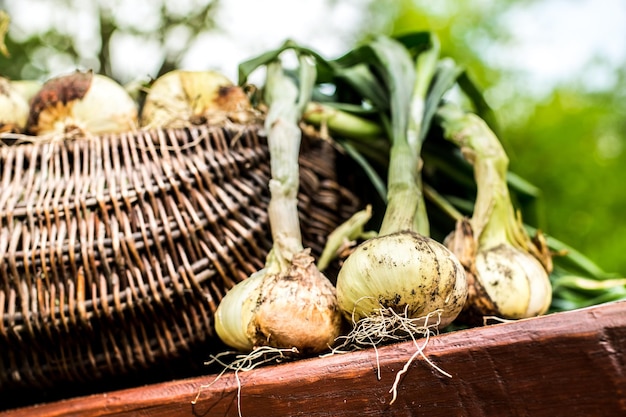 Bulbi di cipolla appena scavati sul legno. Agricoltura dell'orto. Cipolla conservata nel cestino