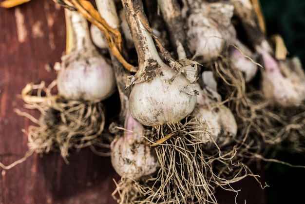 Bulbi di cipolla appena scavati sul legno. Agricoltura dell'orto. Cipolla conservata nel cestino