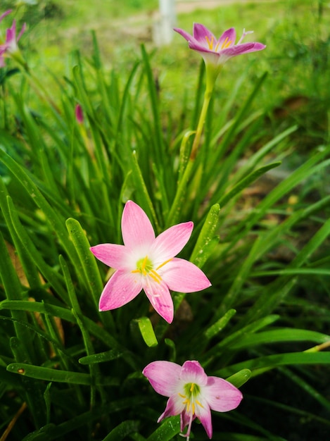 Bulbi di giglio rosa della pioggia