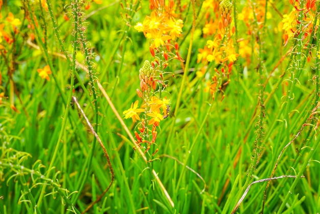 Bulbine frutescens è una specie di pianta da fiore del genere Bulbine