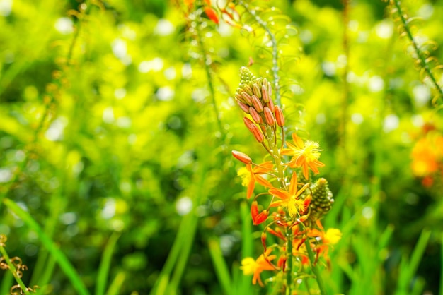 Bulbine frutescens è una specie di pianta da fiore del genere Bulbine