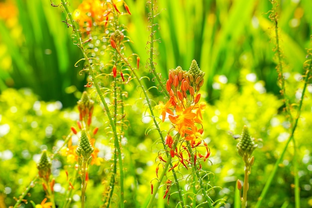 Bulbine frutescens è una specie di pianta da fiore del genere Bulbine