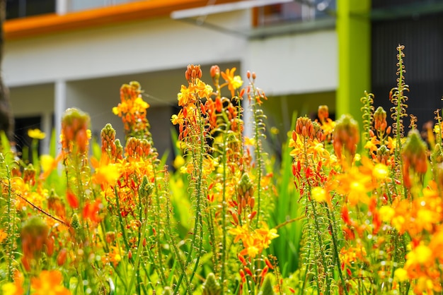 Bulbine frutescens è una specie di pianta da fiore del genere Bulbine