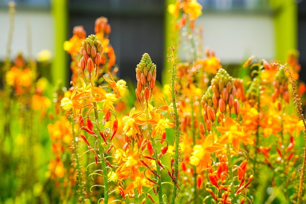 Bulbine frutescens è una specie di pianta da fiore del genere Bulbine