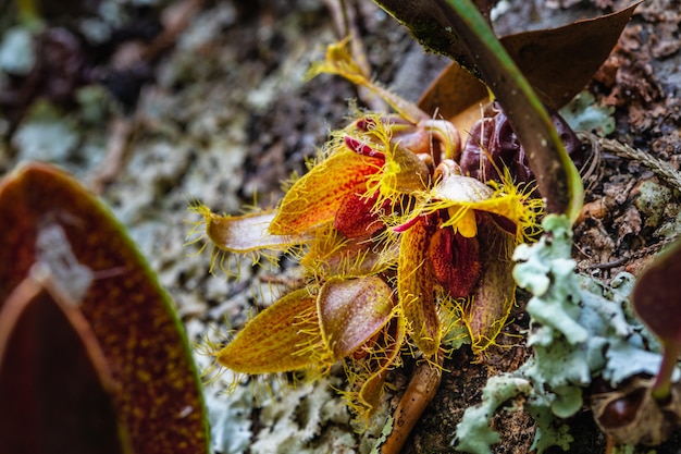 Bulbophyllum dayanum, belle orchidee selvatiche rare nella foresta tropicale della Thailandia.